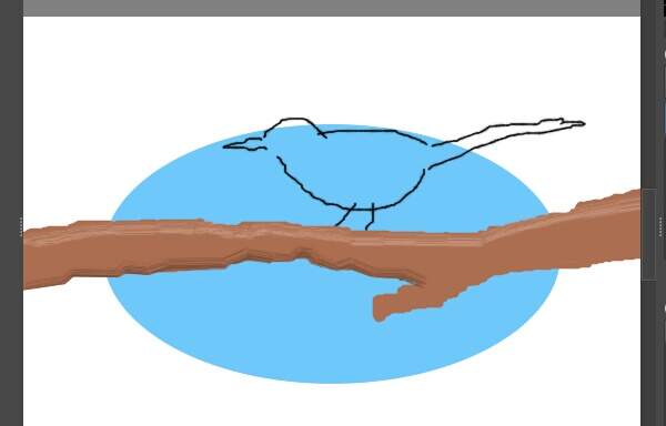 10. キセキレイの体の輪郭線を描く